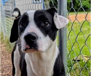 Labrador Retriever-Unknown Mix Dogs for adoption in Anniston, AL, USA