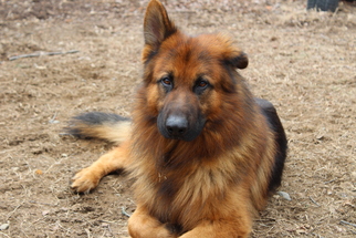 Medium Photo #1 German Shepherd Dog Puppy For Sale in Armonk, NY, USA
