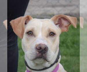 American Staffordshire Terrier-Boxer Mix Dogs for adoption in Huntley, IL, USA