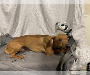 Chihuahua Dogs for adoption in Modesto, CA, USA