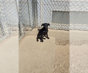 German Shorthaired Pointer-Unknown Mix Dogs for adoption in Maquoketa, IA, USA