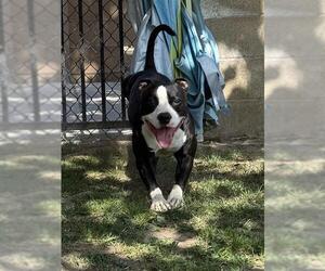 Mutt Dogs for adoption in Riverside, CA, USA