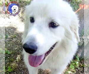 Great Pyrenees Dogs for adoption in Spring, TX, USA