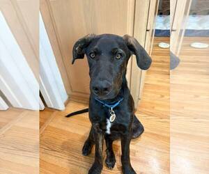 Labrador Retriever-Unknown Mix Dogs for adoption in San Diego, CA, USA
