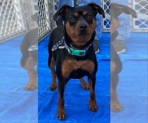 Miniature Pinscher Dogs for adoption in Rocky Mount, NC, USA