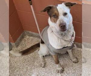 Mutt Dogs for adoption in Pueblo, CO, USA