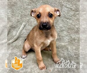 German Shepherd Dog-Unknown Mix Dogs for adoption in Irvine, CA, USA