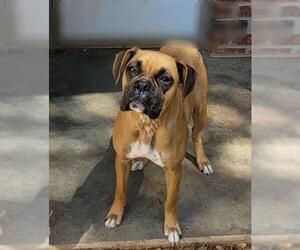 Boxer Dogs for adoption in Thomasville, NC, USA