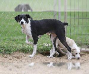 Raggle Dogs for adoption in Minneapolis, MN, USA