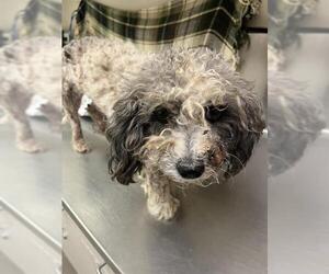 Maltipoo Dogs for adoption in HESPERIA, CA, USA