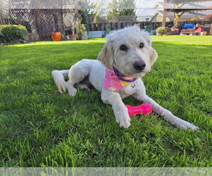 Miniature Labradoodle Dogs for adoption in Clovis, CA, USA
