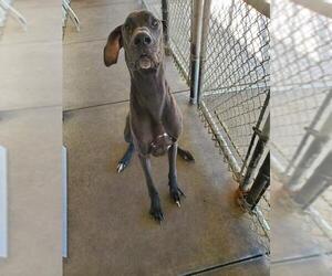 Great Dane Dogs for adoption in Oak Bluffs, MA, USA