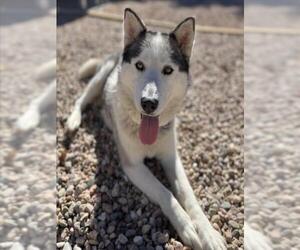 Siberian Husky Dogs for adoption in Fort Collins, CO, USA