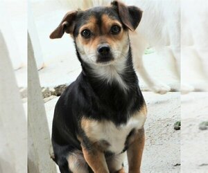Cavalier King Charles Spaniel-Dachshund Mix Dogs for adoption in Arlington, WA, USA