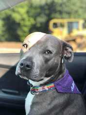 American Staffordshire Terrier Dogs for adoption in byhalia, MS, USA