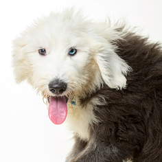 Old English Sheepdog Dogs for adoption in St. Louis Park, MN, USA