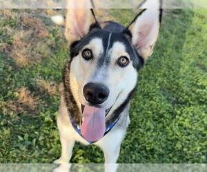Siberian Husky-Unknown Mix Dogs for adoption in Pueblo, CO, USA