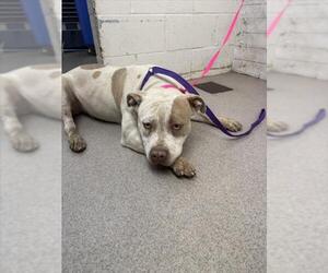 American Pit Bull Terrier Dogs for adoption in San Bernardino, CA, USA