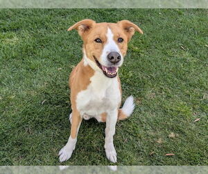 Australian Shepherd Dogs for adoption in San Clemente, CA, USA