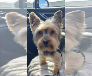 Mutt Dogs for adoption in Allentown,, PA, USA