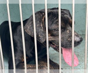 Beagle Dogs for adoption in Ocala, FL, USA