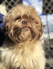 Medium Photo #1 Shih Tzu Puppy For Sale in Fresno, CA, USA
