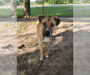 American Bulldog-Catahoula Leopard Dog Mix Dogs for adoption in McKinney, TX, USA