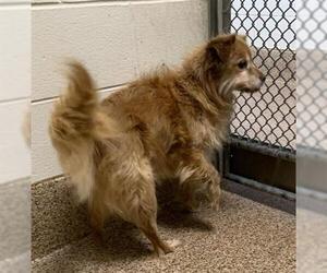 Cocker Spaniel-Unknown Mix Dogs for adoption in Springfield, MA, USA