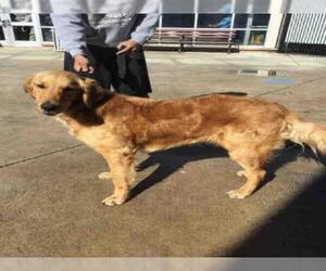 Golden Retriever Dogs for adoption in San Antonio, TX, USA