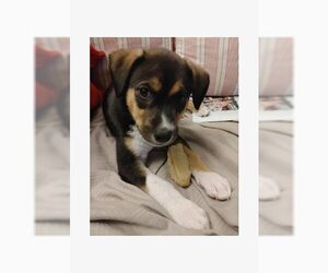 Beago Dogs for adoption in Genoa City, WI, USA