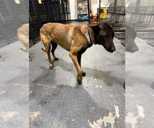Mutt Dogs for adoption in Bakersfield, CA, USA
