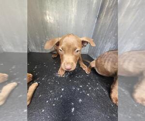 American Staffordshire Terrier-Unknown Mix Dogs for adoption in San Antonio, TX, USA
