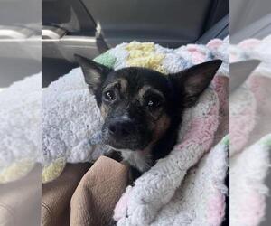 Chihuahua-Unknown Mix Dogs for adoption in Raleigh, NC, USA
