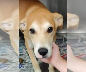 Labrador Retriever-Unknown Mix Dogs for adoption in Derwood, MD, USA