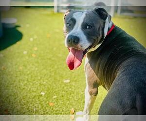 Mutt Dogs for adoption in Orlando, FL, USA