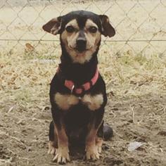 Rat-Cha Dogs for adoption in Ramona, CA, USA