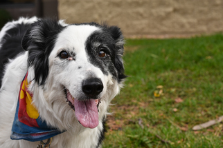 Border Collie Dogs for adoption in Denver, CO, USA