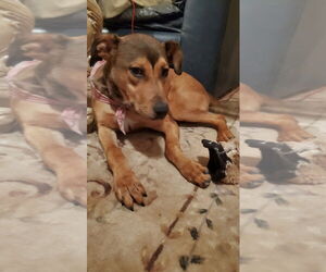 Mutt Dogs for adoption in Woodland Hills, CA, USA