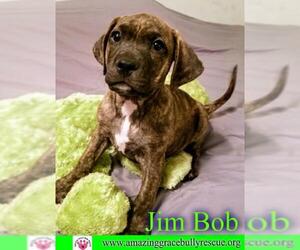 Labmaraner Dogs for adoption in Pensacola, FL, USA