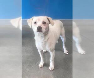 Beagle-Unknown Mix Dogs for adoption in San Martin, CA, USA