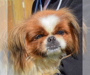 Pekingese Dogs for adoption in Huntley, IL, USA