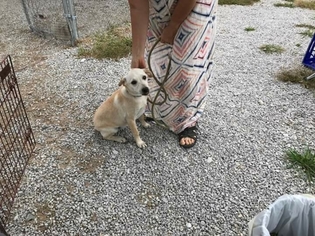 Labrador Retriever-Unknown Mix Dogs for adoption in JAMESTOWN, TN, USA