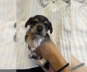 Chihuahua Dogs for adoption in Jackson Township, NJ, USA