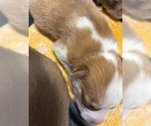 Siberian Husky Dogs for adoption in Houston, TX, USA