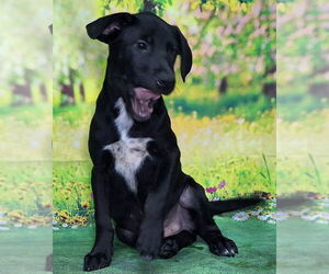 Labrador Retriever-Unknown Mix Dogs for adoption in Wetumpka, AL, USA
