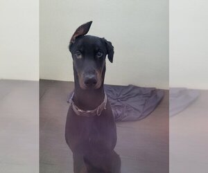 Doberman Pinscher Dogs for adoption in Marina Del Rey, CA, USA