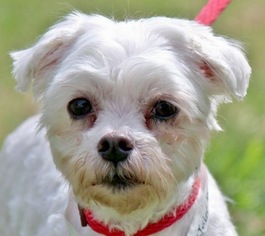 Maltipoo Dogs for adoption in Yardley, PA, USA