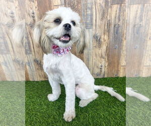 Shih Tzu-Unknown Mix Dogs for adoption in Corona, CA, USA