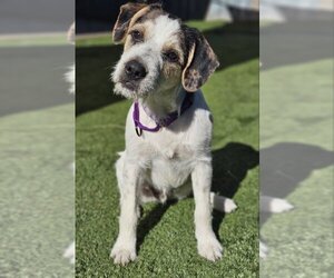 Mutt Dogs for adoption in Lake elsinore, CA, USA