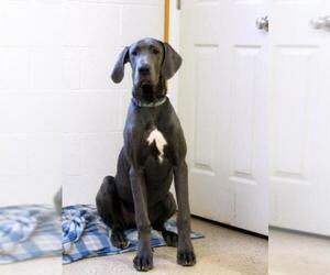 Great Dane Dogs for adoption in York, SC, USA